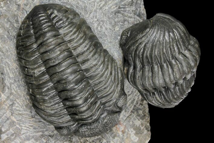 Pair of Pedinopariops Trilobites - Mrakib, Morocco #125294
